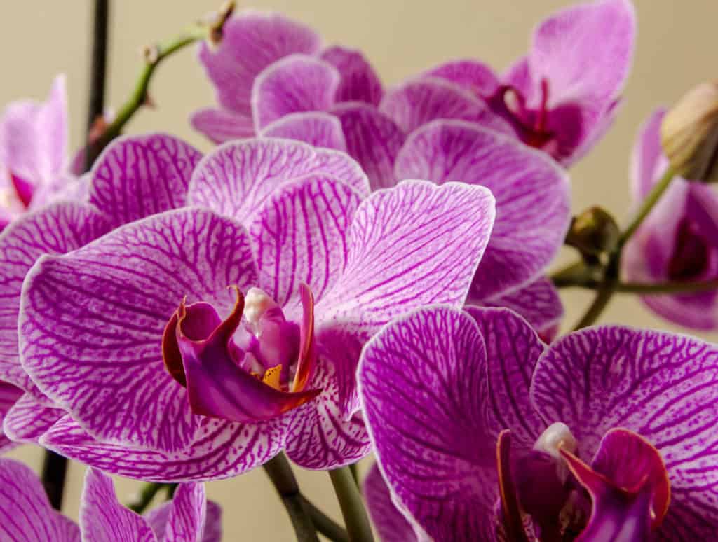 Orchidea