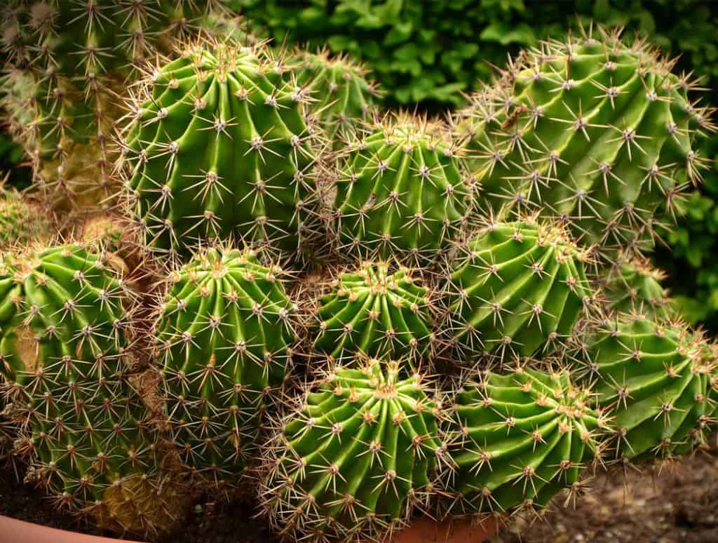 Ako pestovať kaktusy