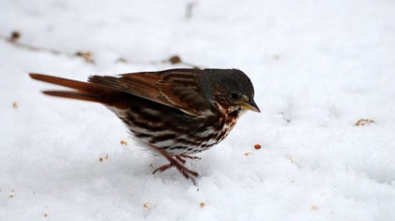 Prikrmovanie vtáctva v zime
