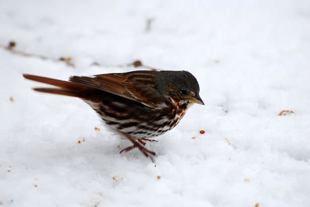 Prikrmovanie vtáctva v zime
