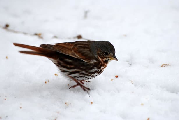 Prikrmovanie vtáctva v zime