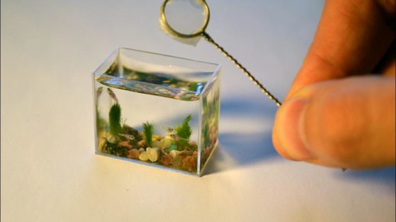 Najmenšie akvárium na svete