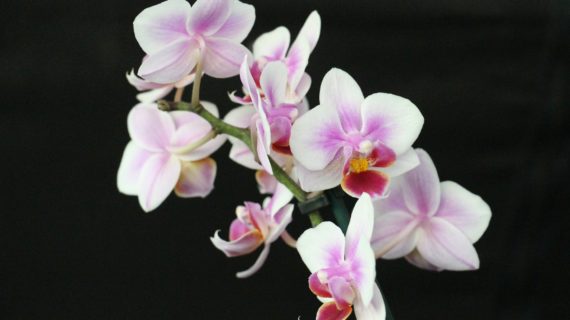Ako sa správne starať o orchideu