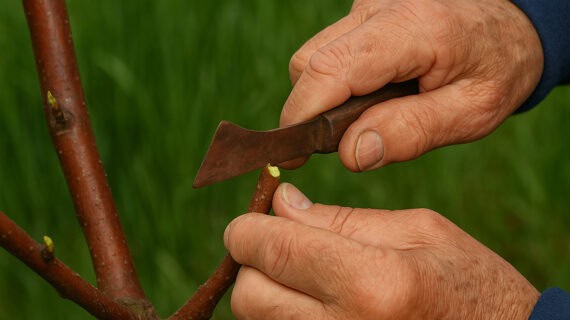 Sezónne vrúbľovanie vrcholí. Viete, ktoré dreviny sú na rade?