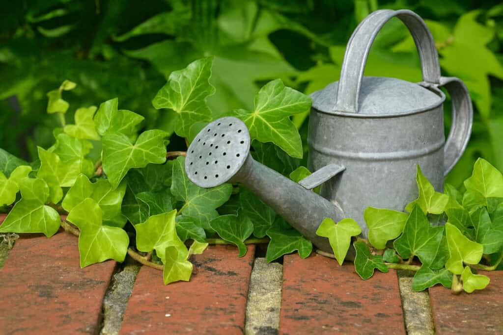 Ako pestovať brečtan popínavý