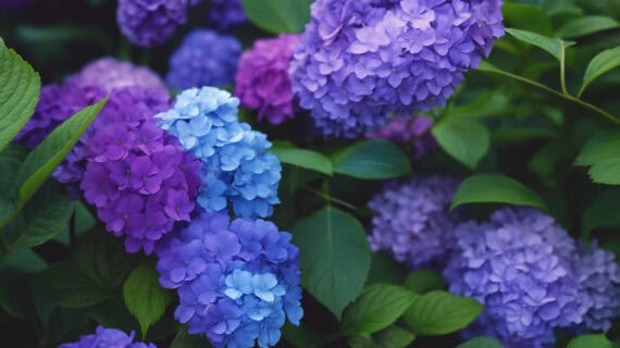 Hortenzia: Pestovanie, starostlivosť a hnojenie