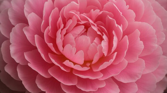 Viete ako pestovať pivónie (pivonky)?