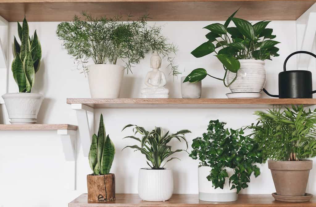 Jedovaté izbové rastliny