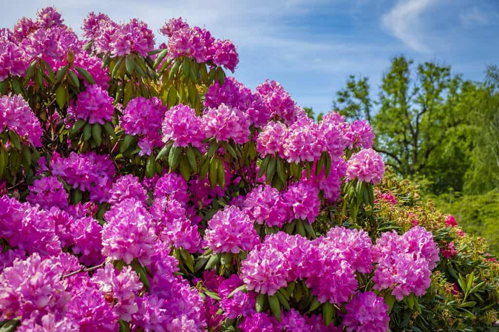 Rododendron detail