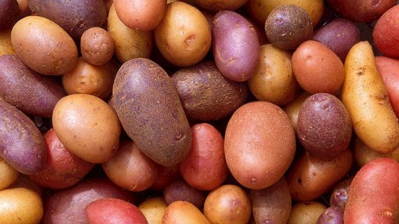 Sadenie zemiakov