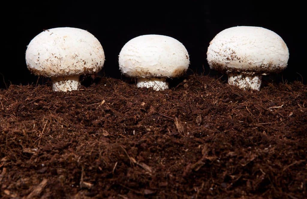 Pestovanie šampiňónov v substráte