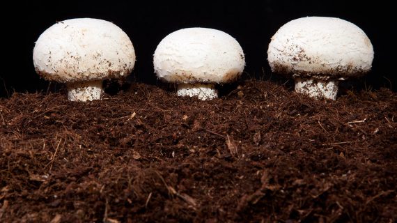 Pestovanie šampiňónov v substráte