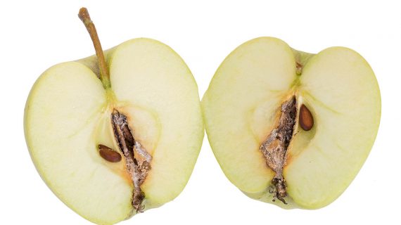 Obaľovač jablčný - napadnuté jablko