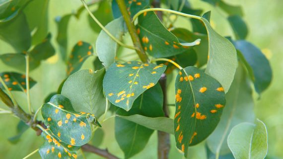 Červená škvrnitosť listov