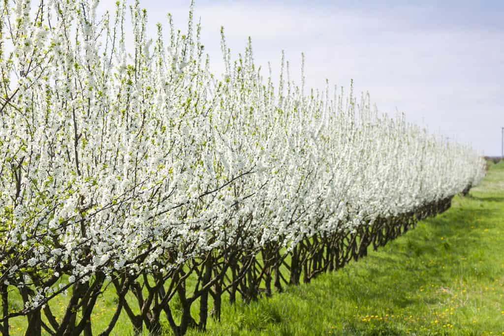 Kedy strihať marhule