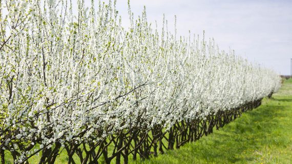 Kedy strihať marhule