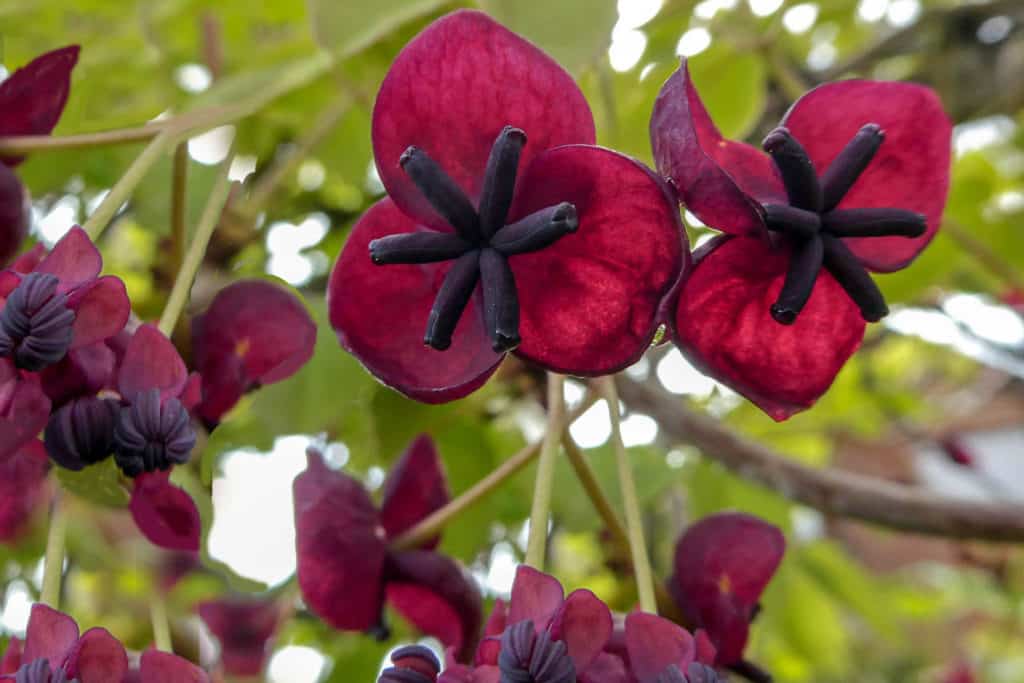 Akébia päťpočetná