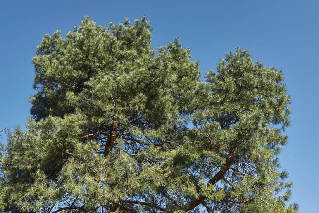 Pinus sylvestris evergreen foliage