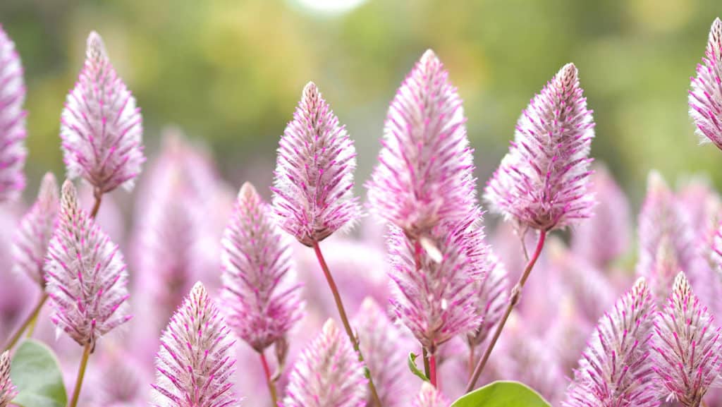 Tiarella - trvalky do tieňa