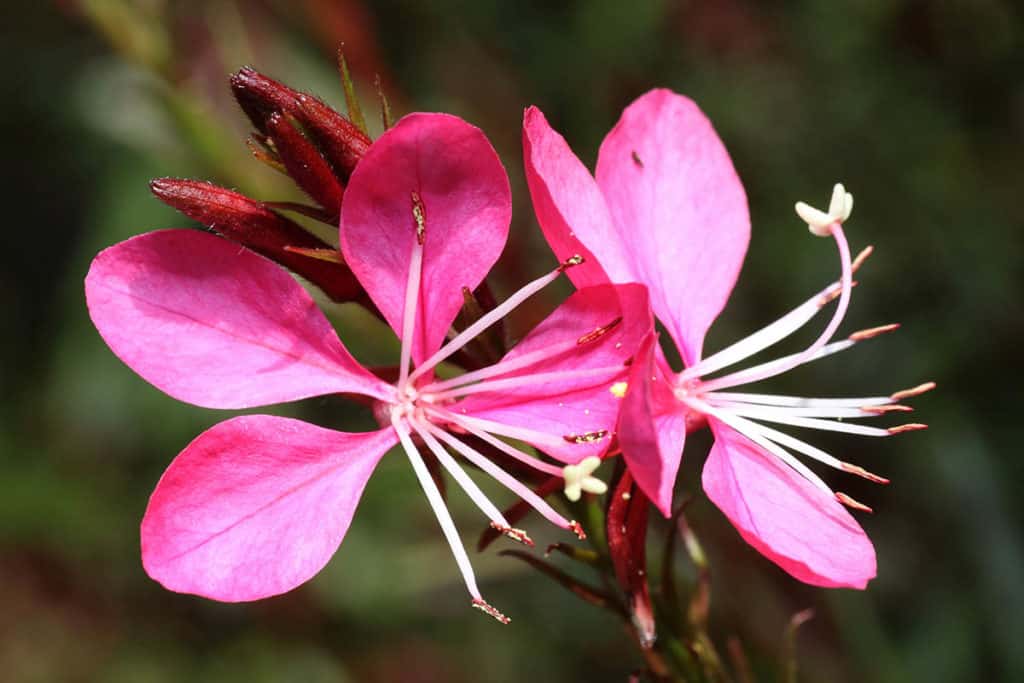 Gaura
