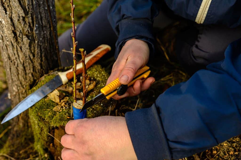 Kedy a ako očkovať ovocné stromy