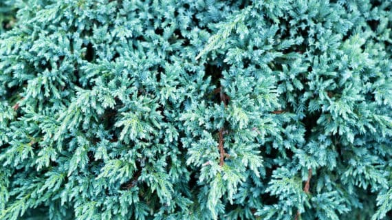 Borievka šupinatá - Juniperus squamata
