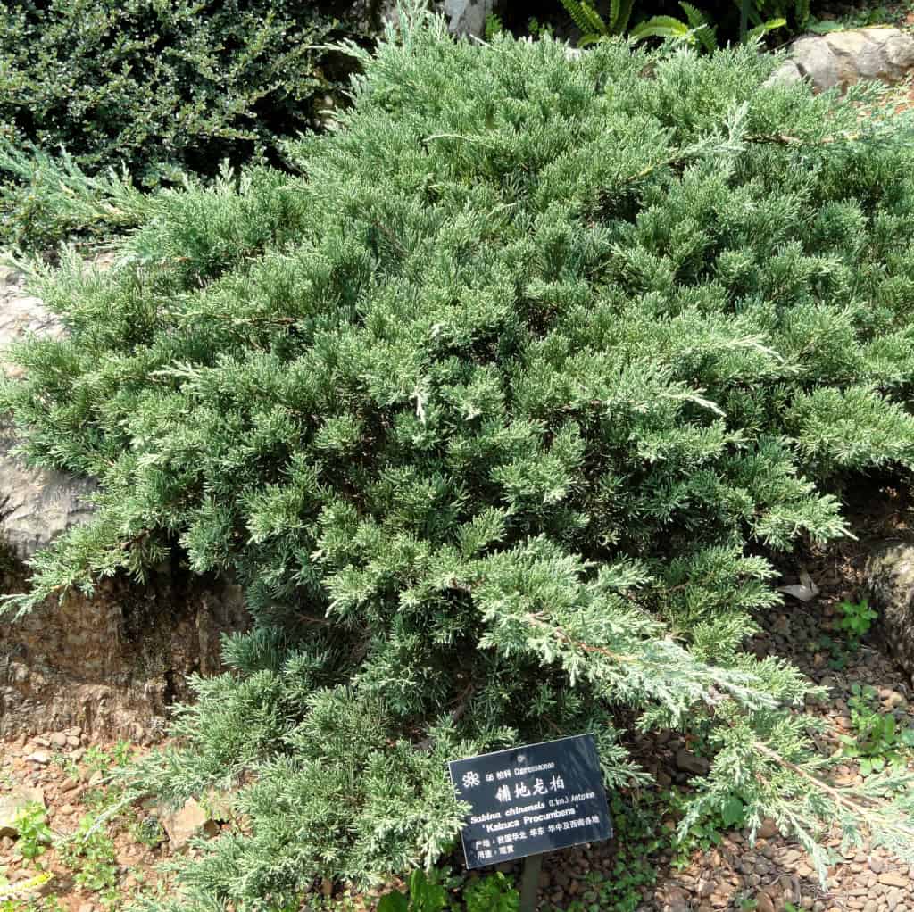 Juniperus-Chinensis-2